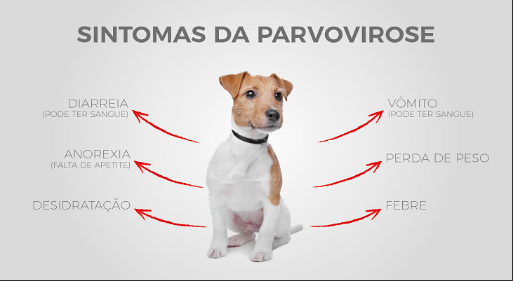 Aumento nos casos de Parvovirose Canina em Palhoça chama a atenção